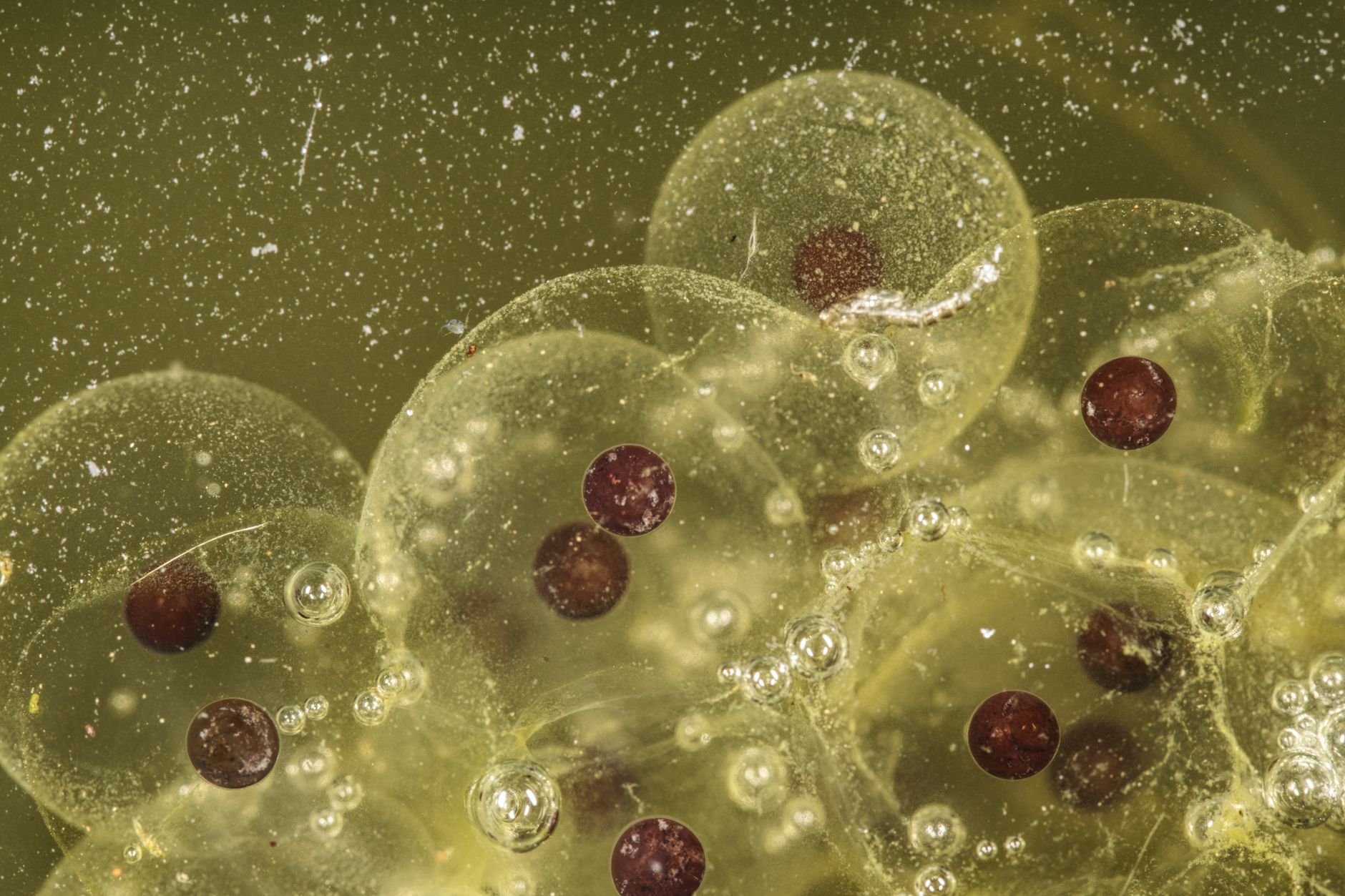 Detailed macro photograph showcasing frog eggs underwater, highlighting the textures and patterns.