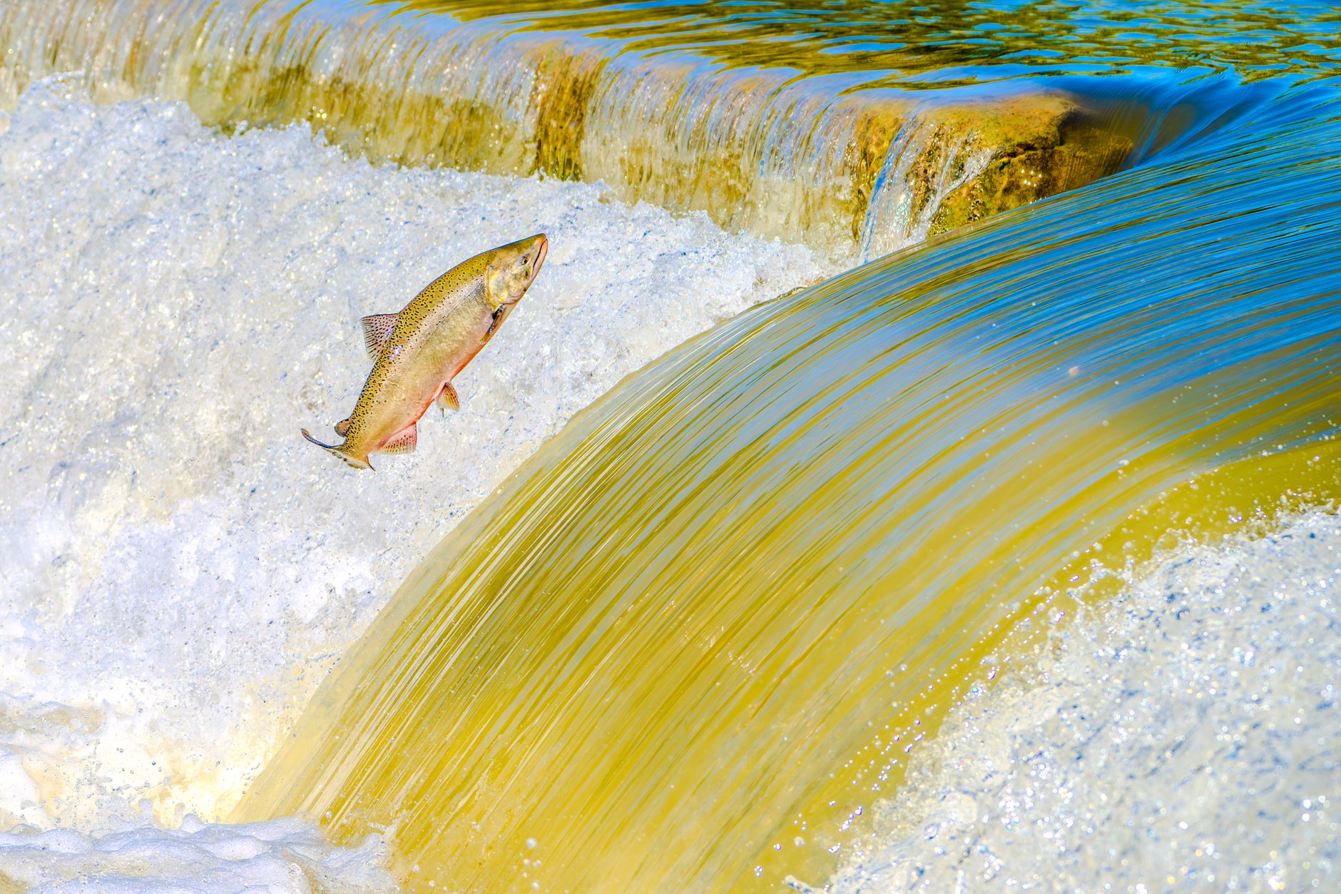 Vibrant salmon leaps upstream over shimmering waterfall, vivid display of nature's power.