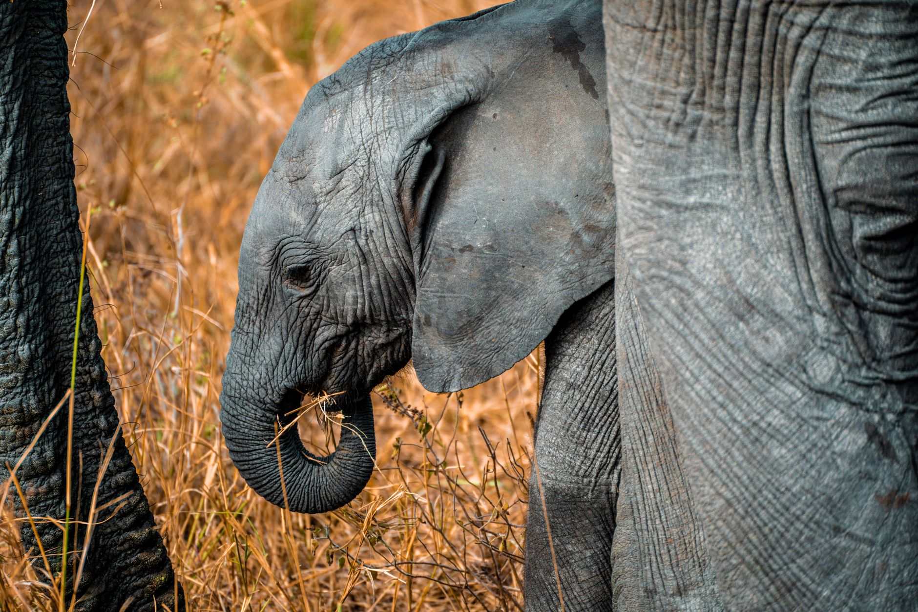 Adorable baby elephant among tall grasses in Tanzania, showcasing the wildlife beauty of the safari landscape.