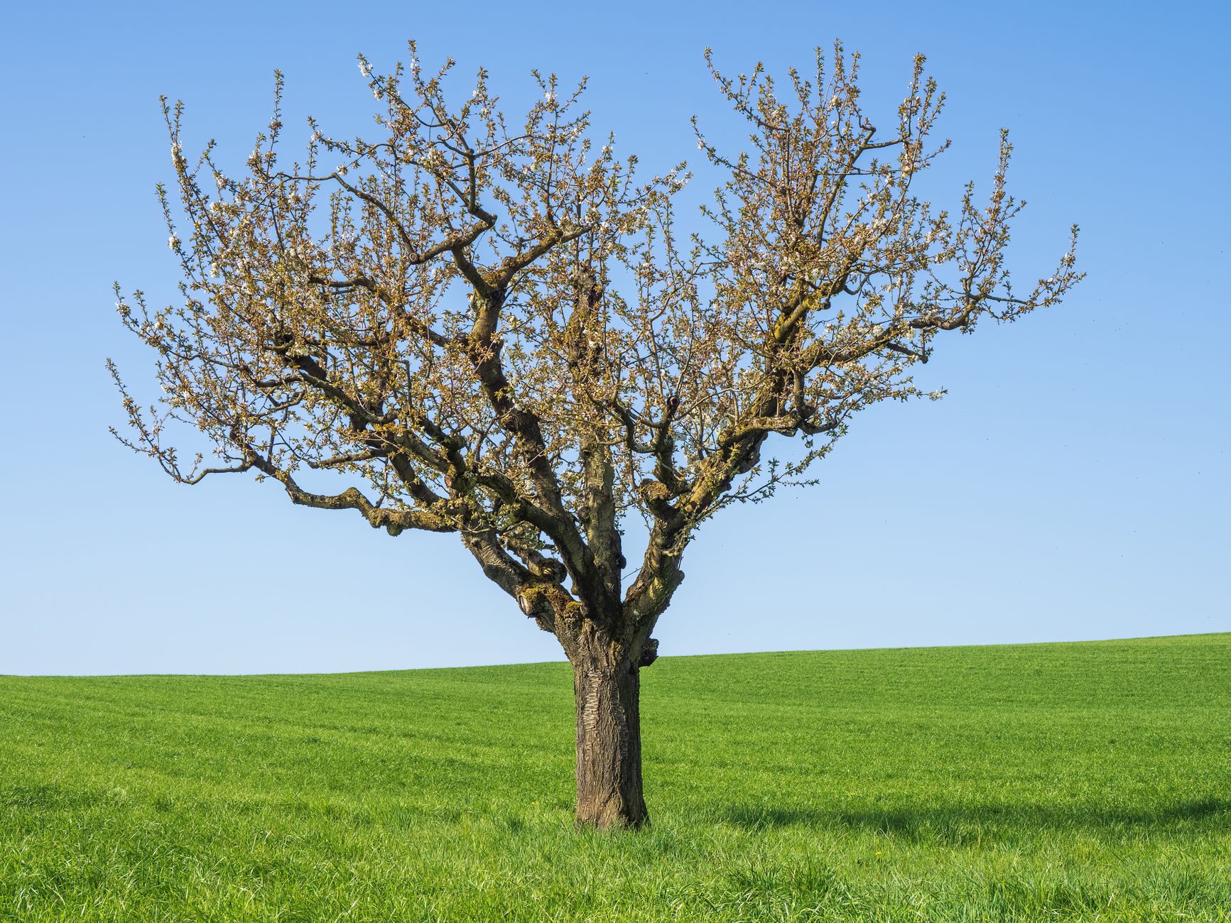 A blossoming cherry tree stands alone in a lush green field under a bright blue sky.