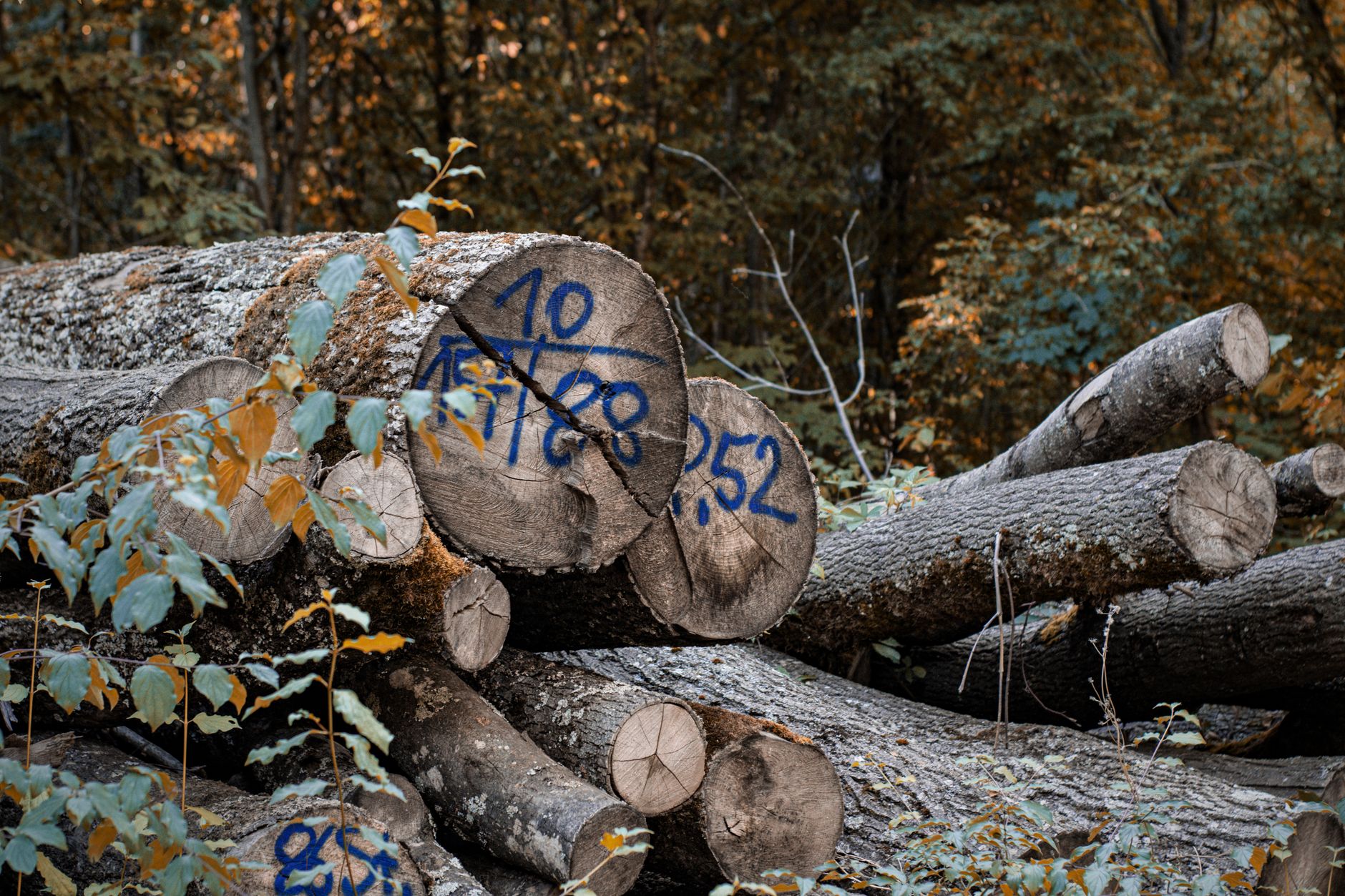Stack of cut logs with blue markings in autumn forest, showcasing deforestation and natural resources.