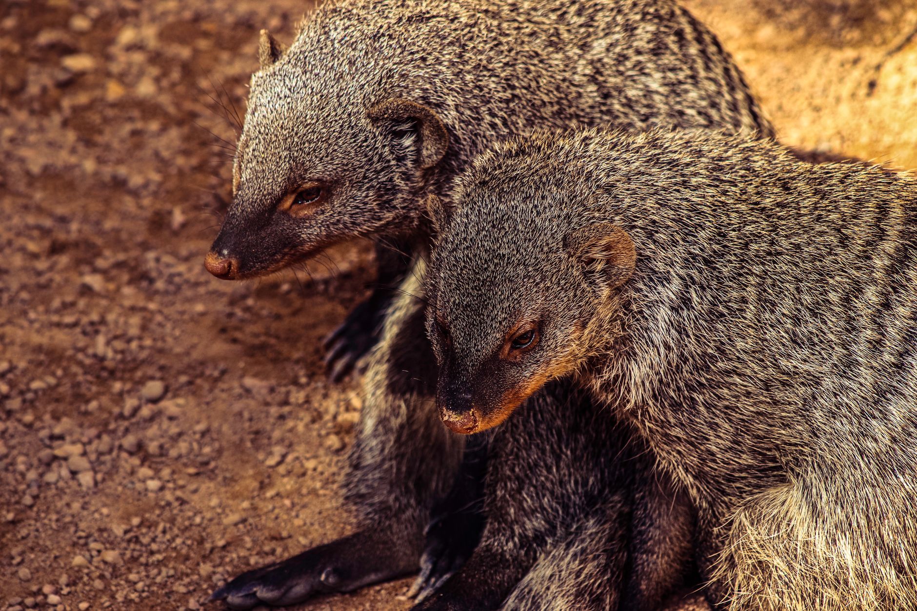 A detailed close-up image of two banded mongooses sitting together on the ground in natural light.