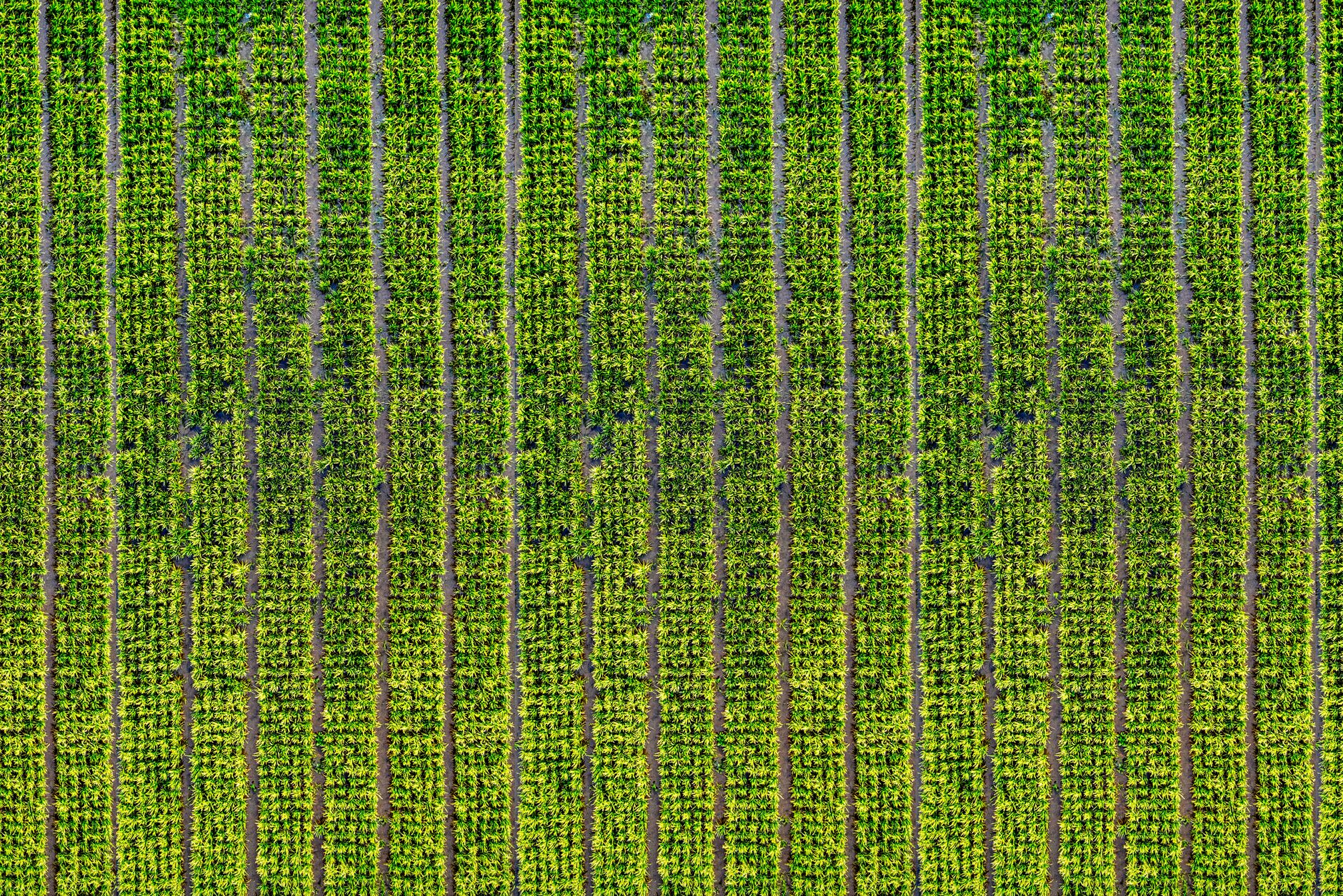 Drone capture of vibrant rice fields in West Java, showcasing natural patterns and greenery.