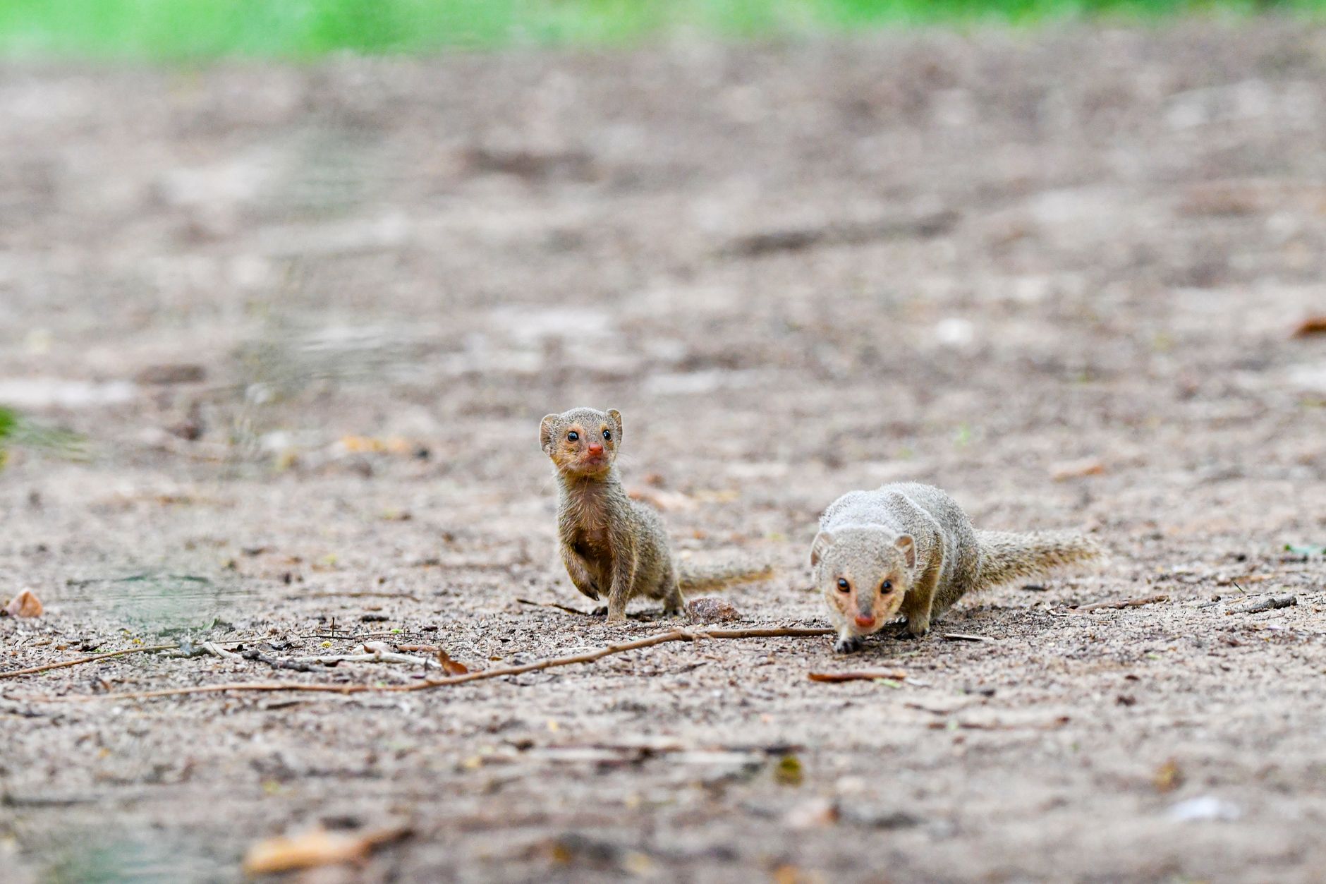Two Indian grey mongooses foraging on a sandy ground in their natural habitat.