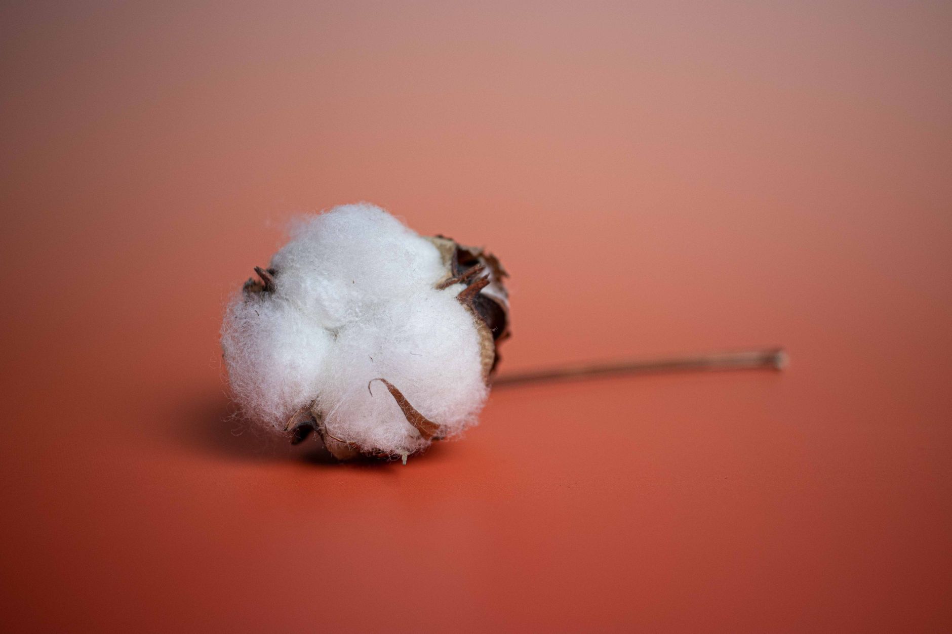 Detailed image of a cotton boll against an orange backdrop, showcasing texture.