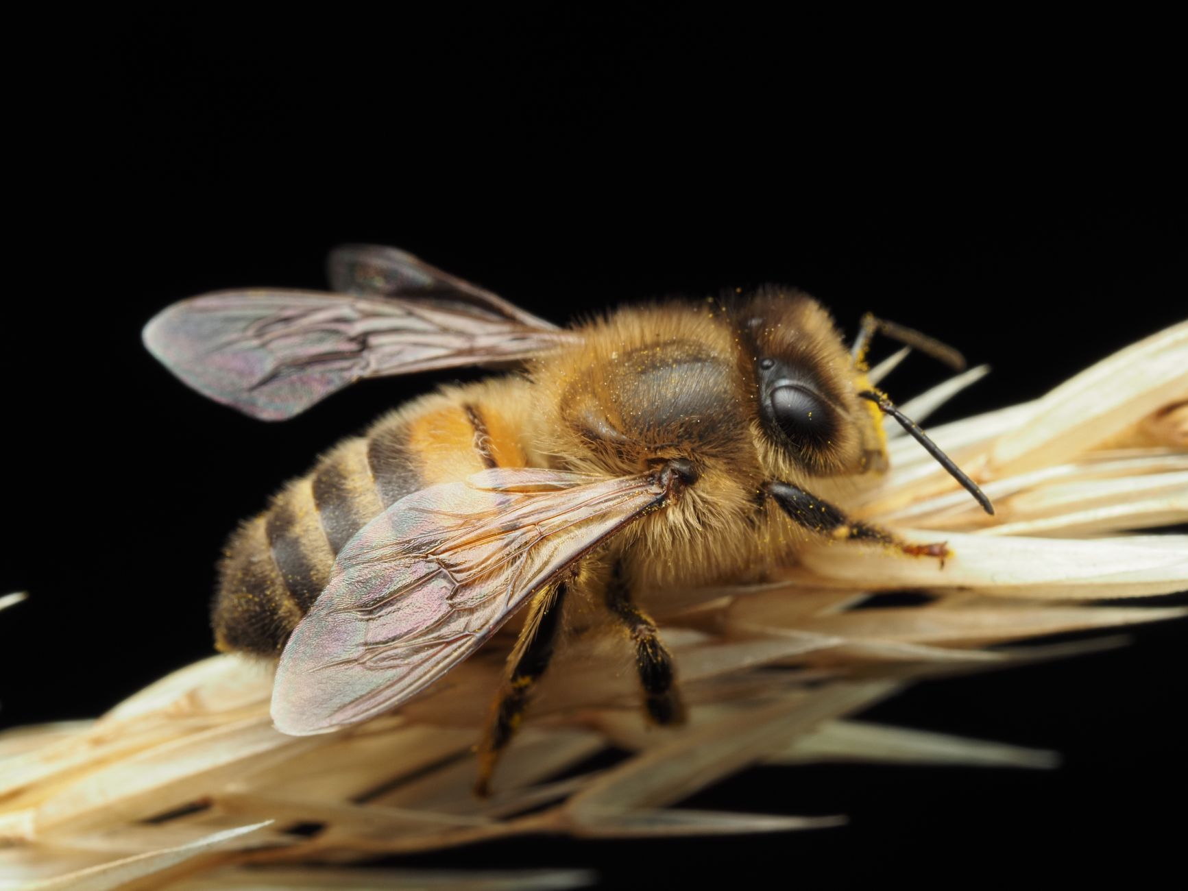 Detailed macro photograph of a honeybee resting on wheat against a black background.