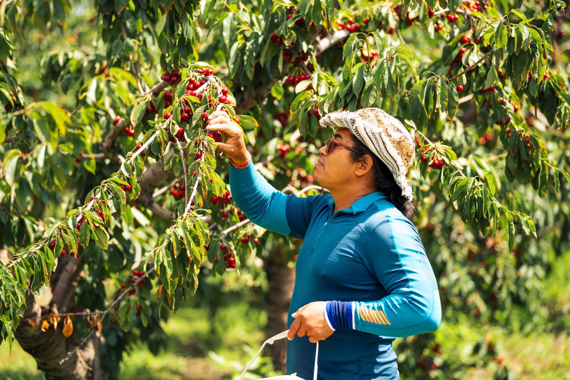 A farmer picking ripe cherries from a tree in a sunny orchard in British Columbia, Canada.