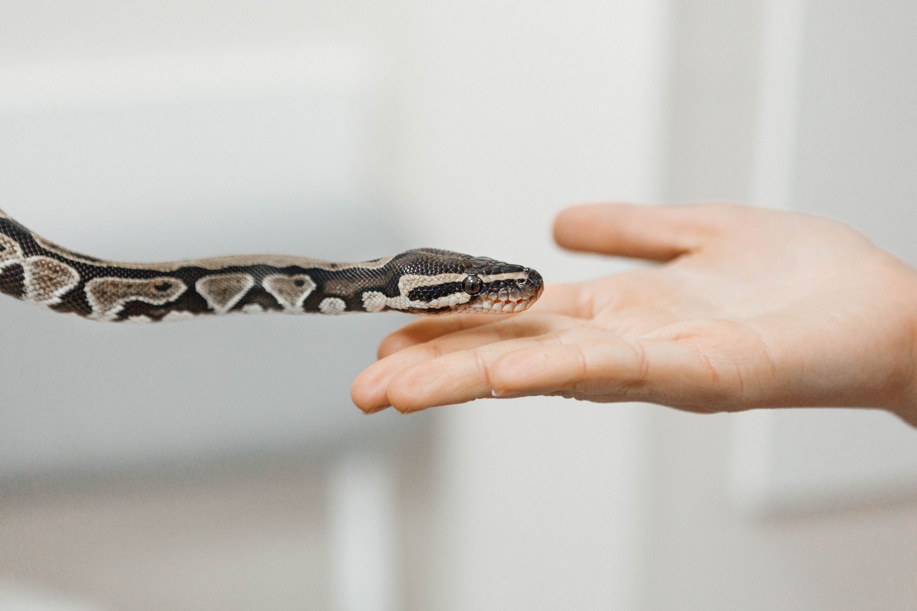 A snake reaching out to touch a human hand, illustrating unique interaction with nature.
