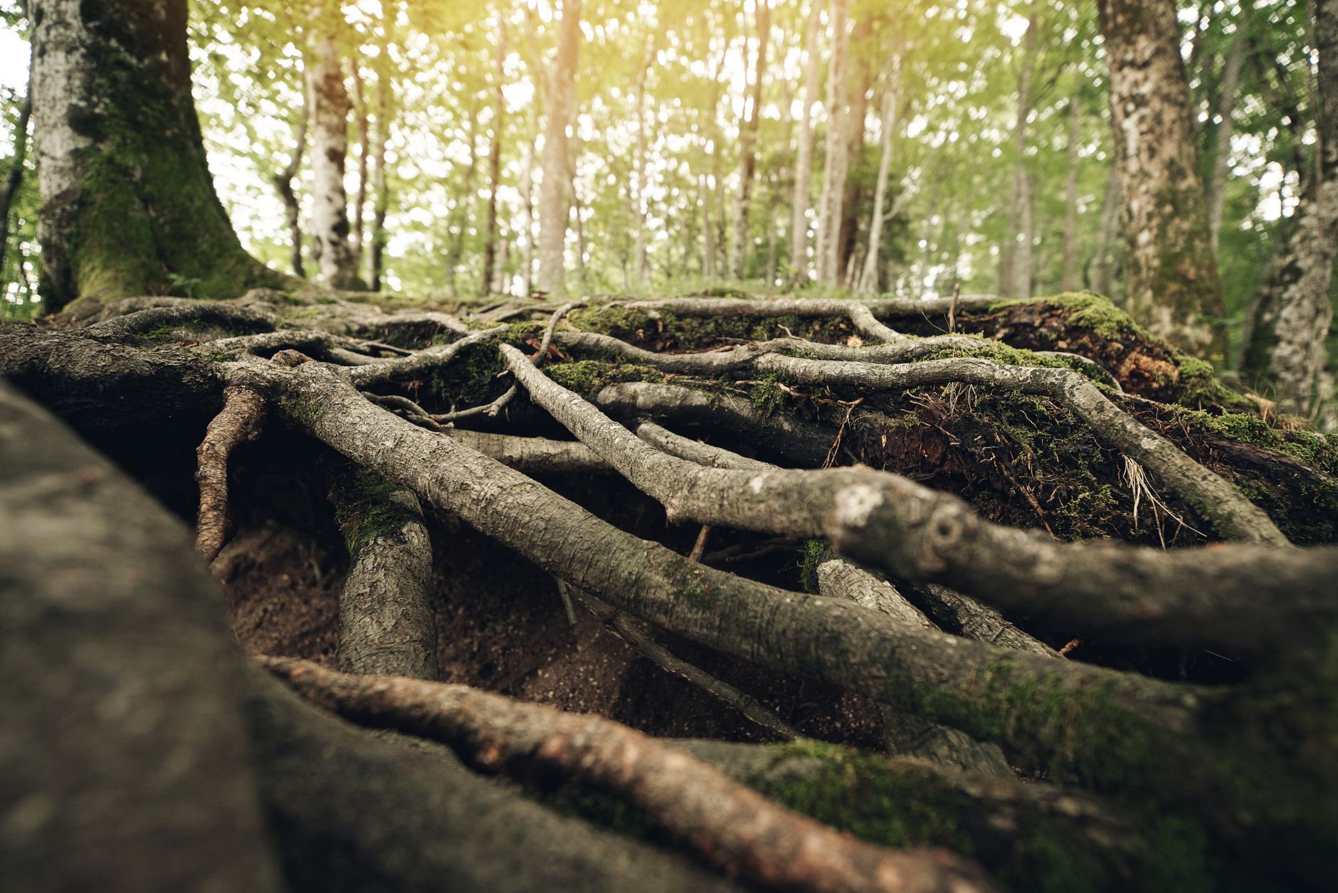 Close-up of tree roots in a sunlit forest, showcasing natural textures and greenery.