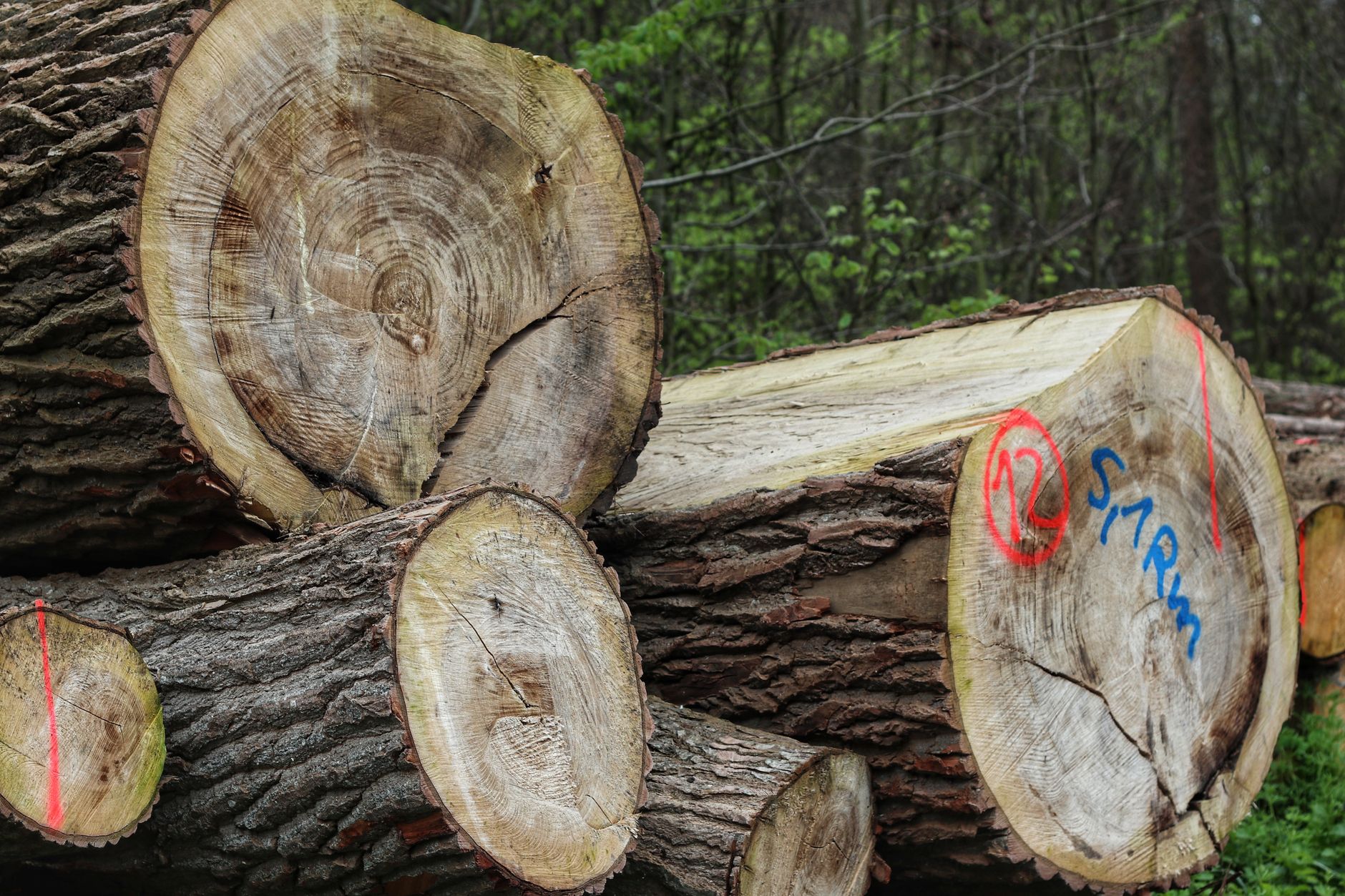 Detailed view of cut tree logs stacked in a forest, marked with numbers.