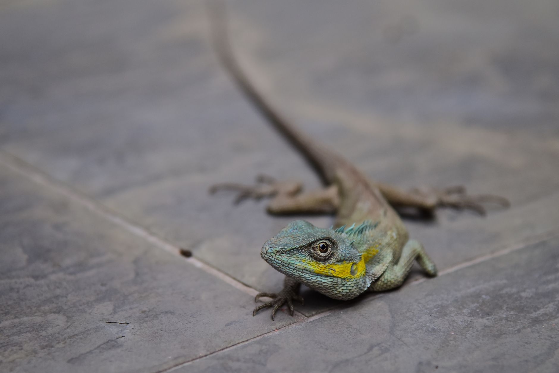 Close-up of a multicolored dragon lizard resting on a tiled stone floor, showcasing its vibrant features.