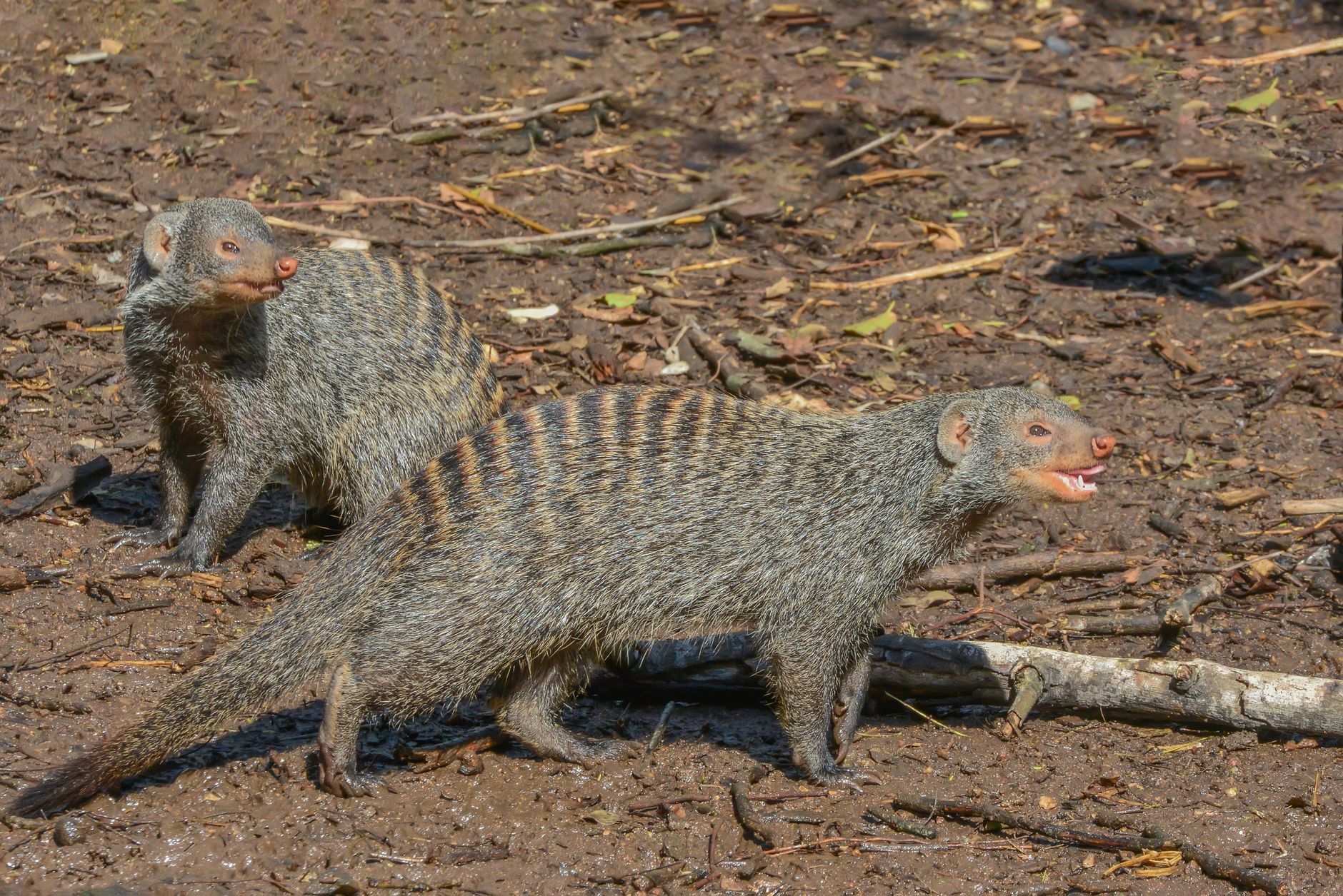 Two banded mongooses in Marloth Park, South Africa, exploring the natural habitat.