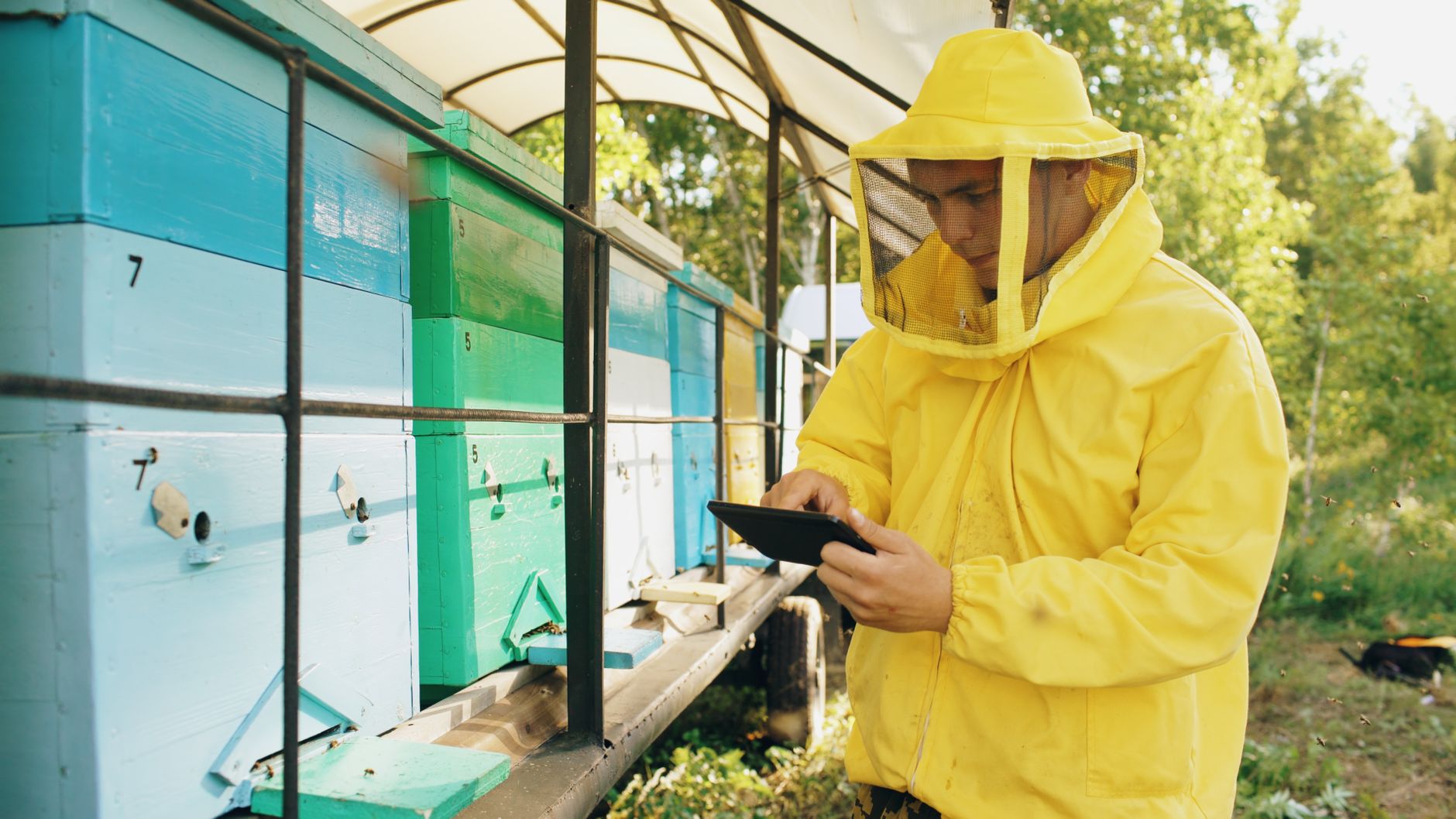 A beekeeper in a bright suit checking hives outdoors, ensuring bee health and productivity.