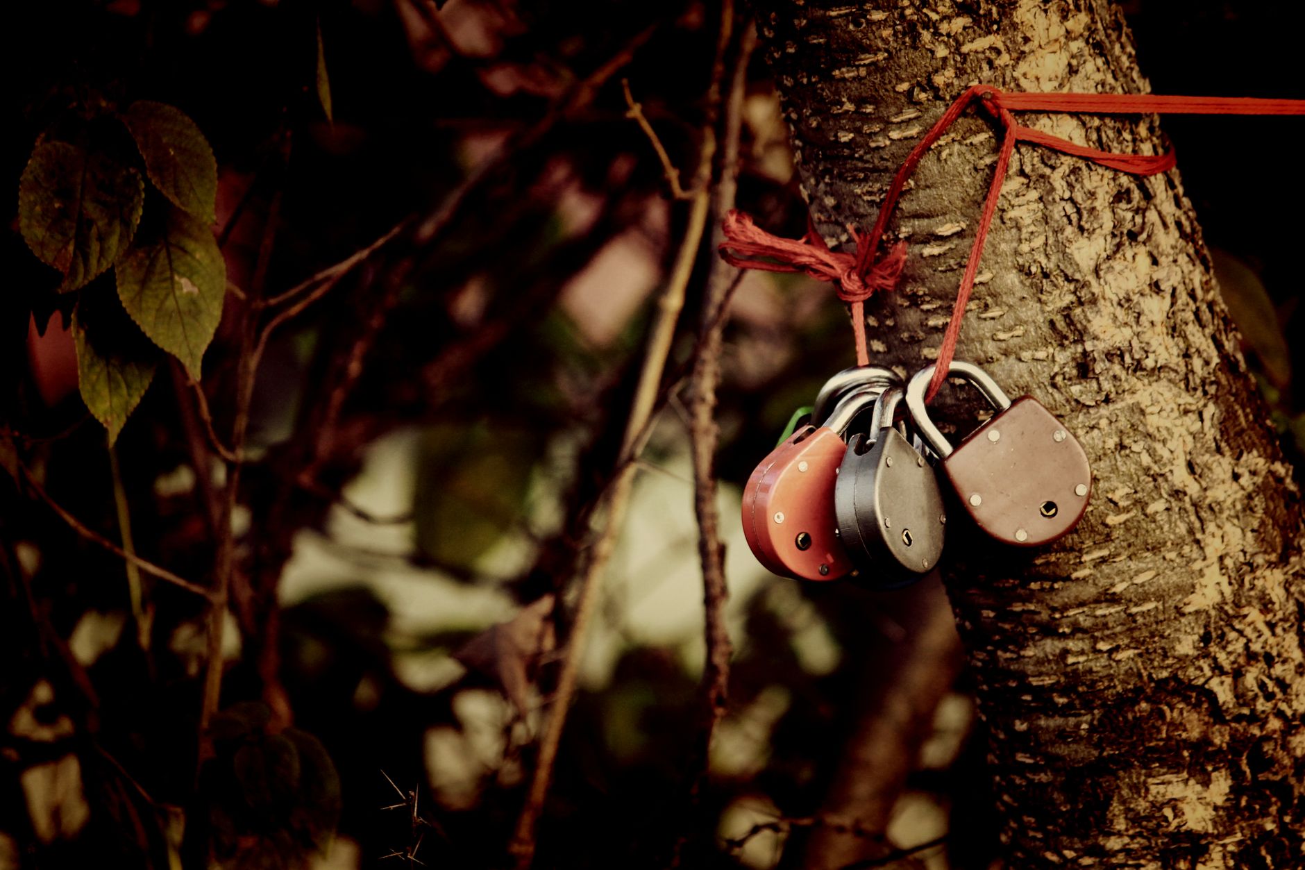 Cluster of padlocks tied to a tree branch in a natural, woodland background.