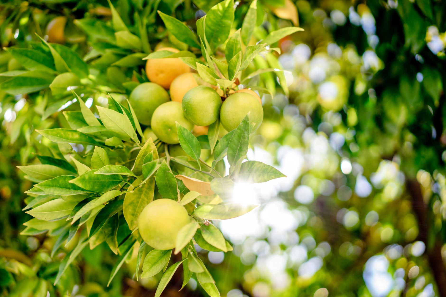 Close-up of ripe and unripe lemons on tree with sunlight, in a lush outdoor orchard.