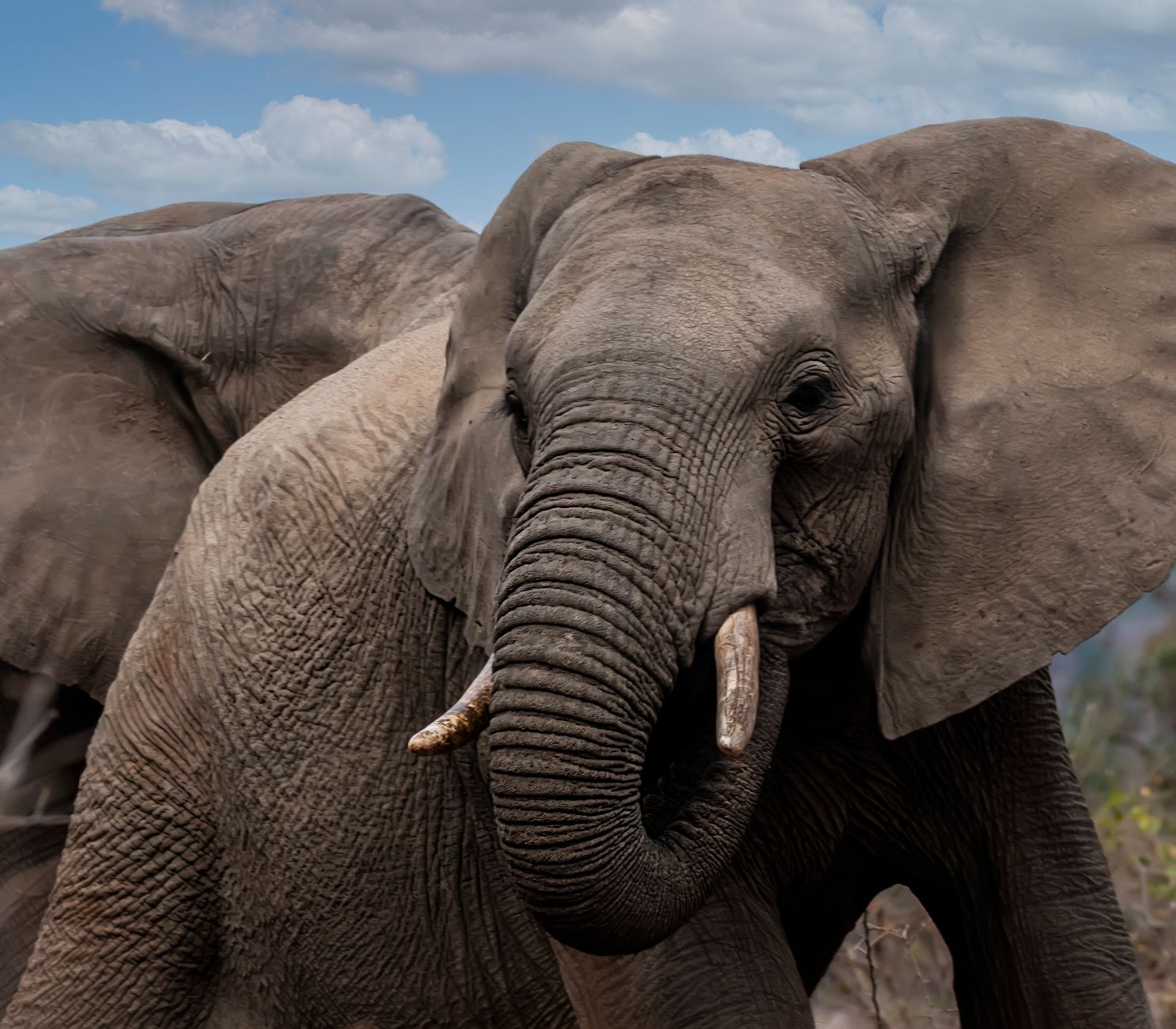 Detailed close-up of an African elephant in its natural habitat under a clear sky.