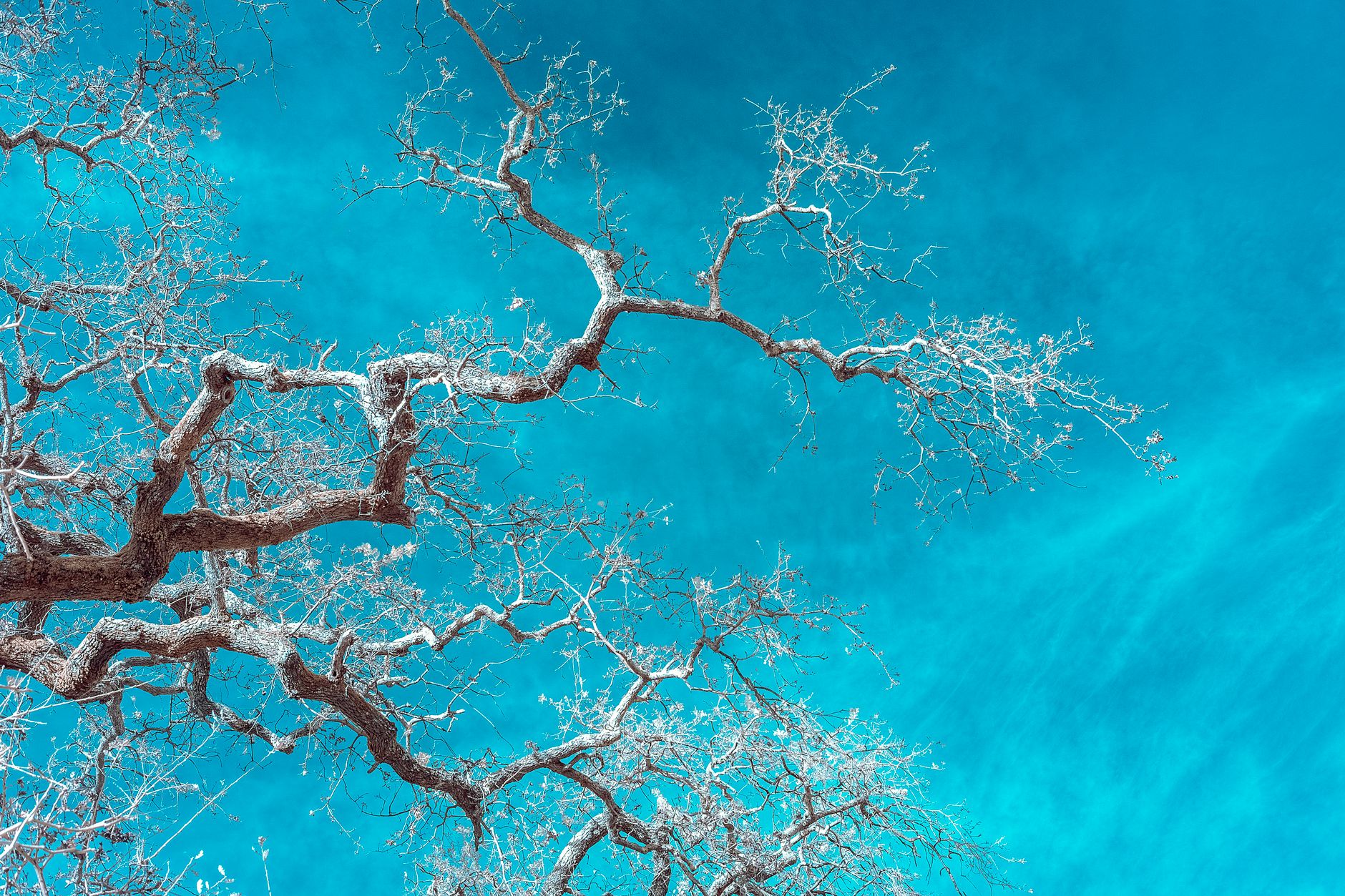 Artistic depiction of twisted bare branches set against a vivid blue sky creating a surreal visual effect.
