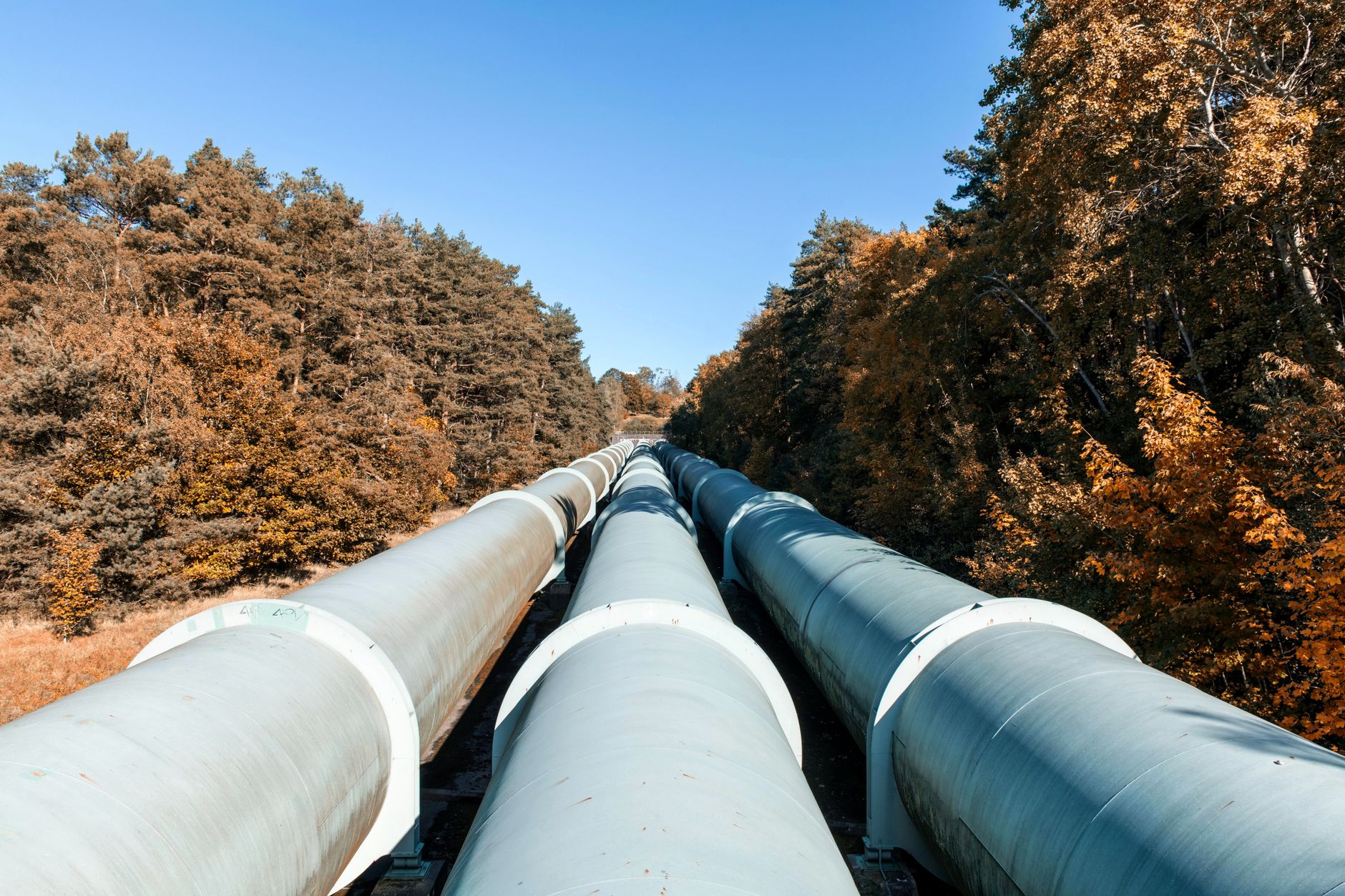 Large pipelines meandering through a colorful autumn forest, showcasing sustainable energy transport.