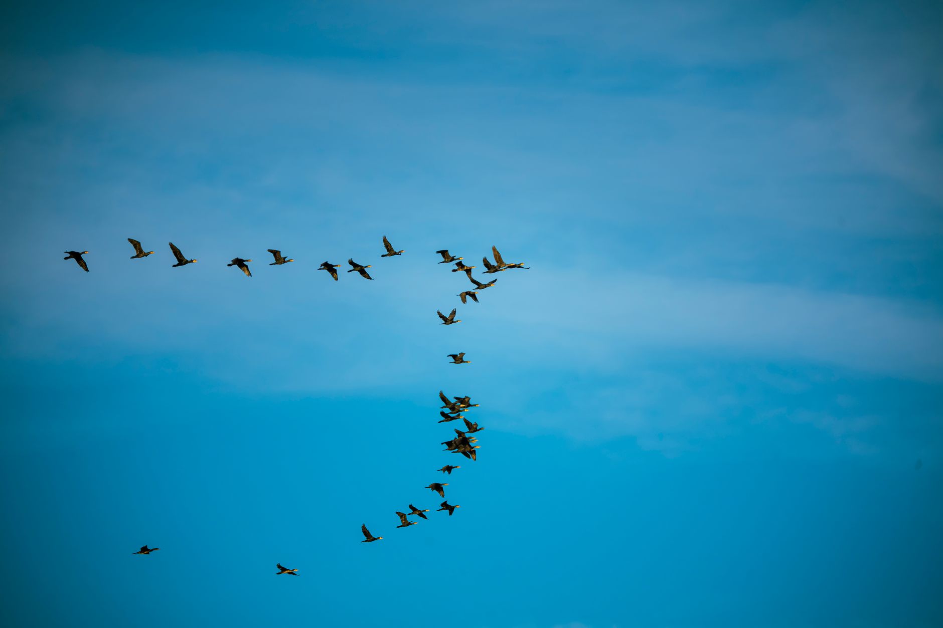 A flock of birds flying in V formation against a clear blue sky.